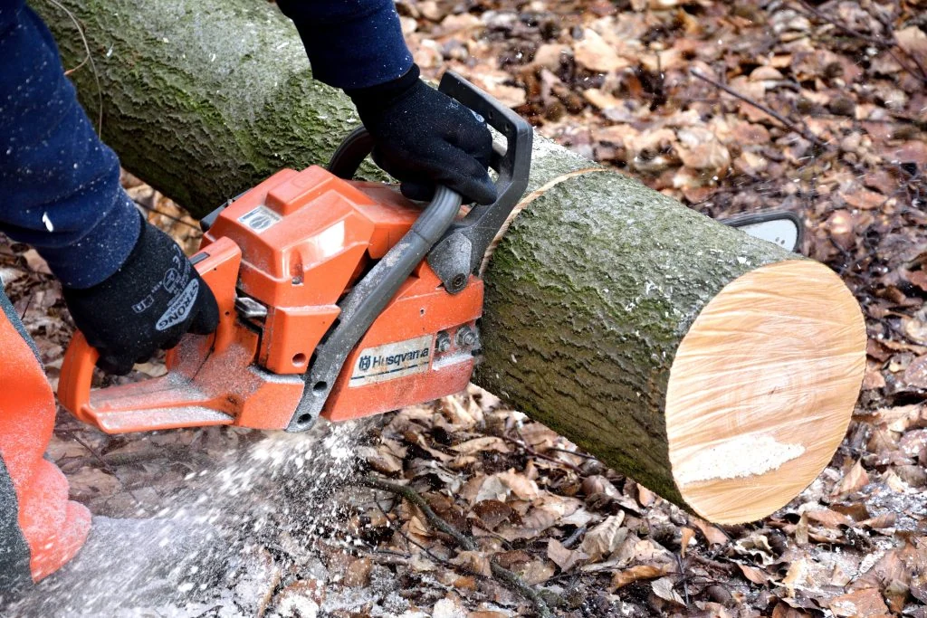 Cutting a fallen tree with a chainsaw