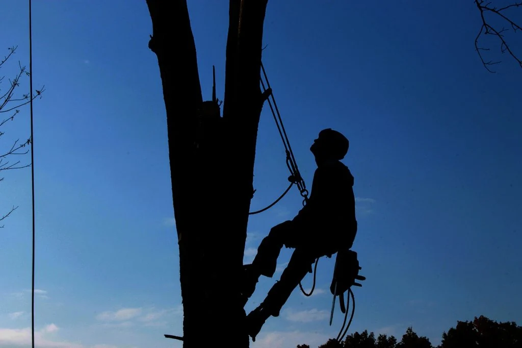 Climber working high in a tree